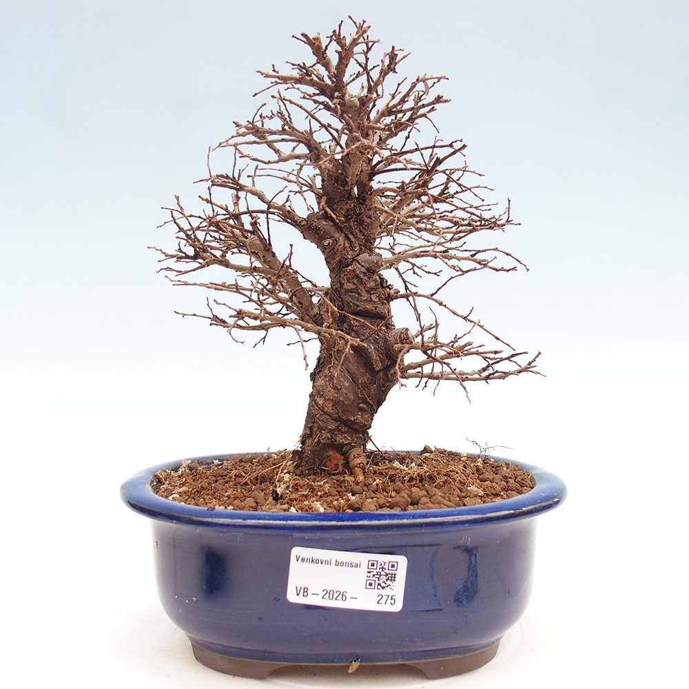 Bonsai voor buiten - Zelkova - Zelkova NIRE