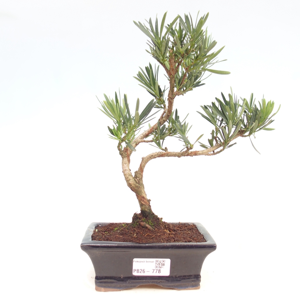 Kamerbonsai - Podocarpus - Taxus