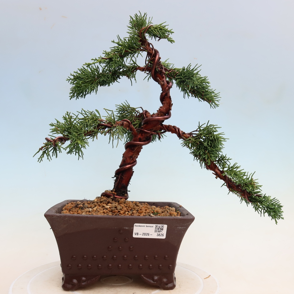 Bonsai voor buiten - Juniperus chinensis Kishu