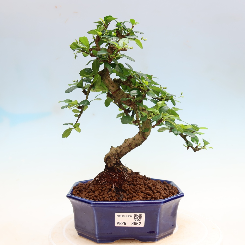 Kamerbonsai - Carmona macrophylla - Thee fuki