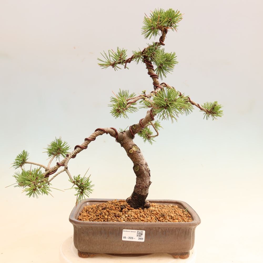 Bonsai voor buiten - Pinus mugo Humpy  - Bergden