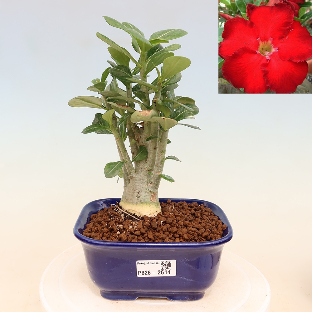 Kamerbonsai - Adenium obesum Red Star - Woestijnroos