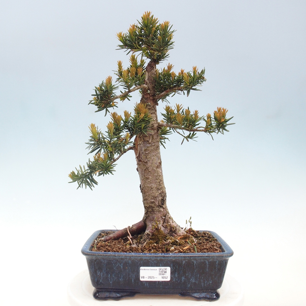 Bonsai voor buiten - Taxus cuspidata - Japanse Taxus