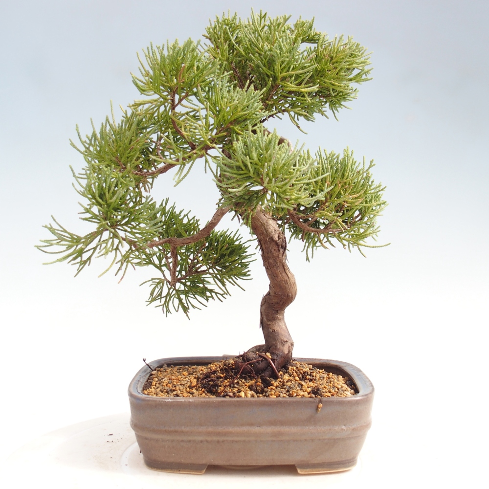 Bonsai voor buiten - Juniperus chinensis Kishu