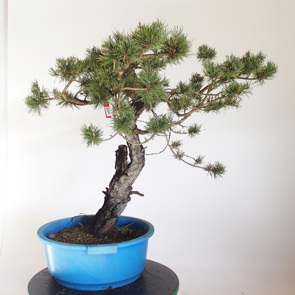 Yamadori - Pinus sylvestris Spanje