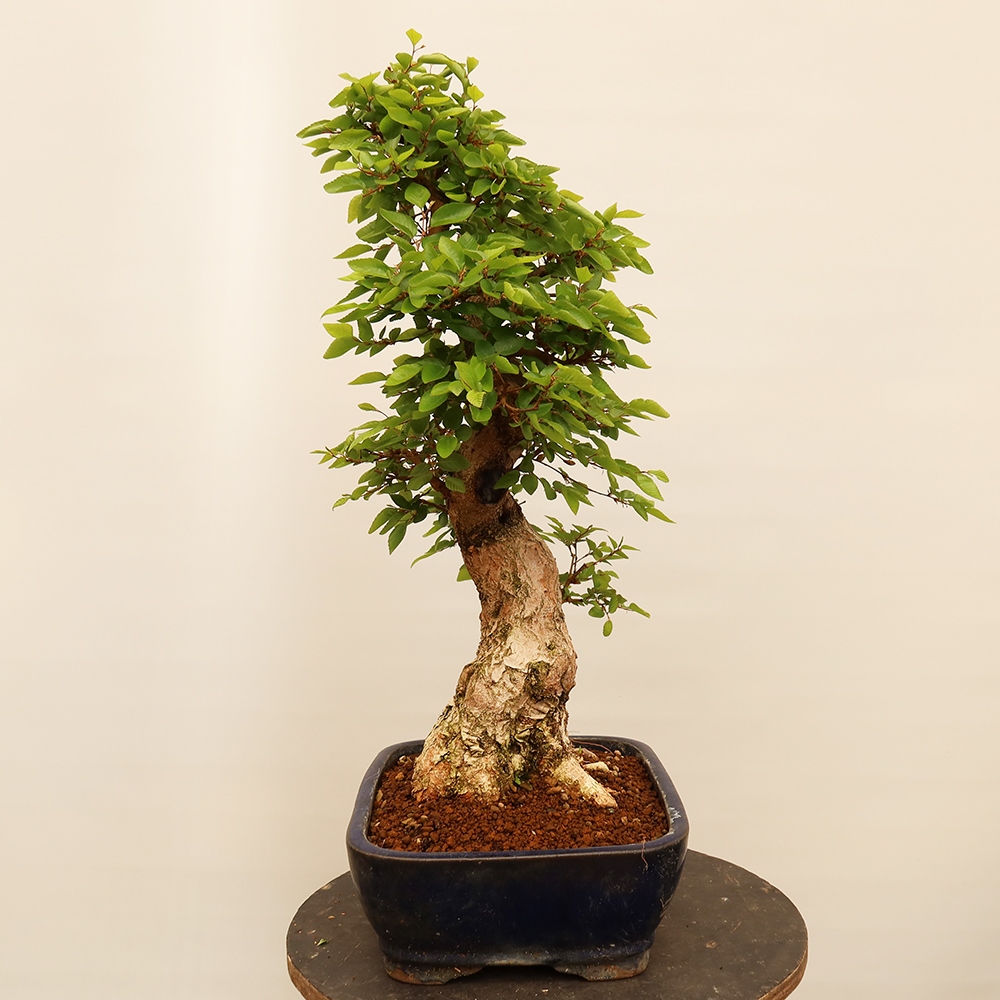Bonsai voor buiten -Carpinus Coreana - Koreaanse haagbeuk