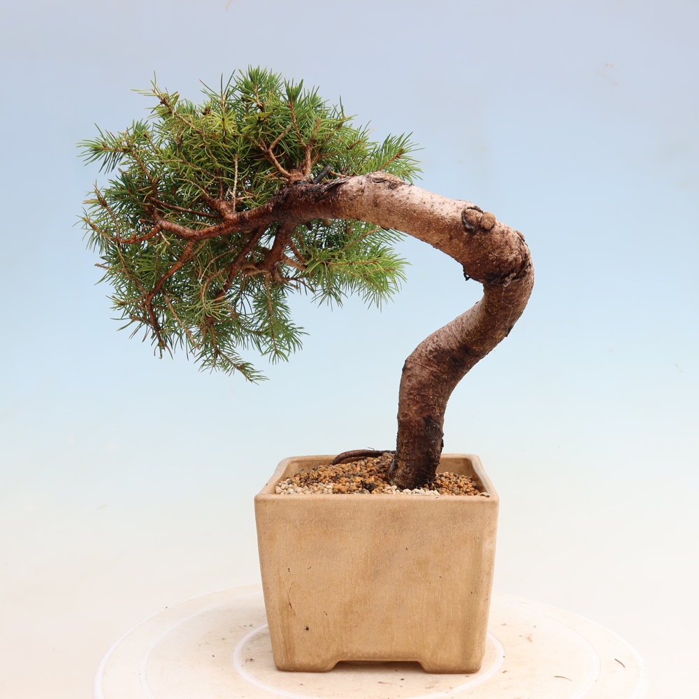Buitenbonsai – Grijze spar – Picea glauca globe