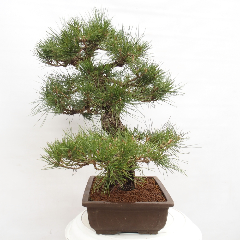 Bonsai voor buiten - Pinus thunbergii - Thunberg den