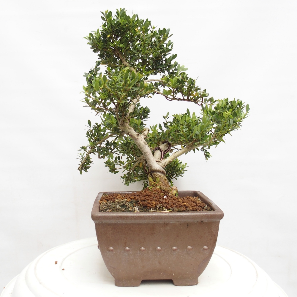 Kamerbonsai - Ilex crenata - Hulst