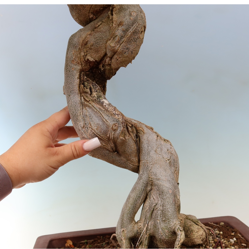 Bonsai voor buiten - Acer Buergerianum - Burgeresdoorn