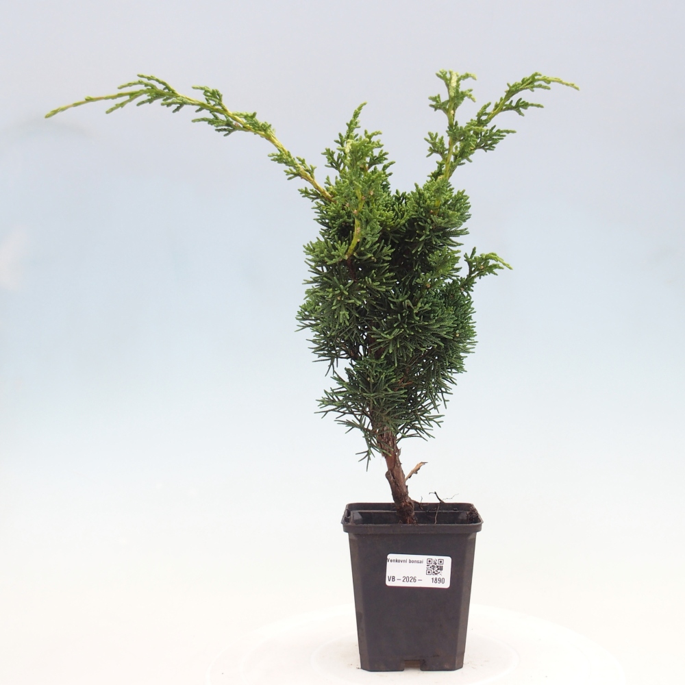 Bonsai voor buiten - Juniperus chinensis Kishu