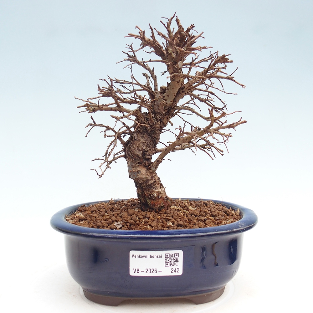 Bonsai voor buiten - Zelkova - Zelkova NIRE