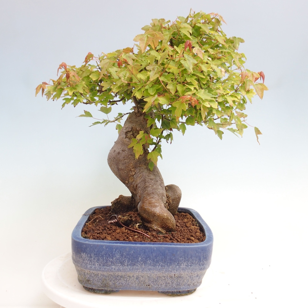 Bonsai voor buiten - Acer Buergerianum - Burgeresdoorn