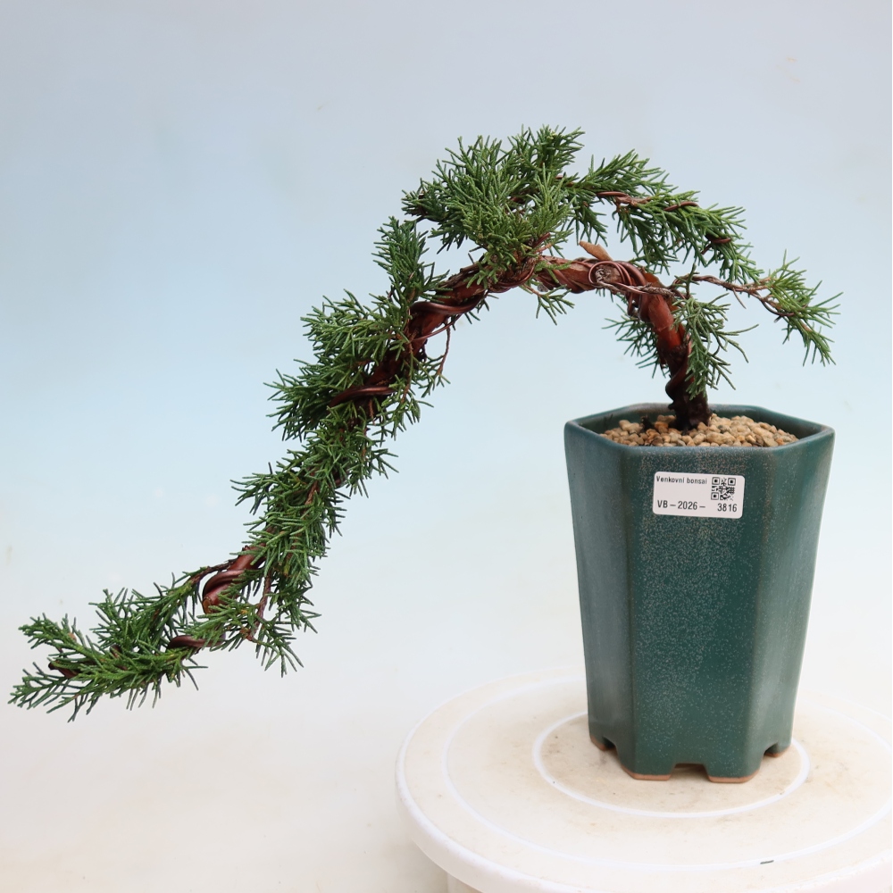 Bonsai voor buiten - Juniperus chinensis Kishu
