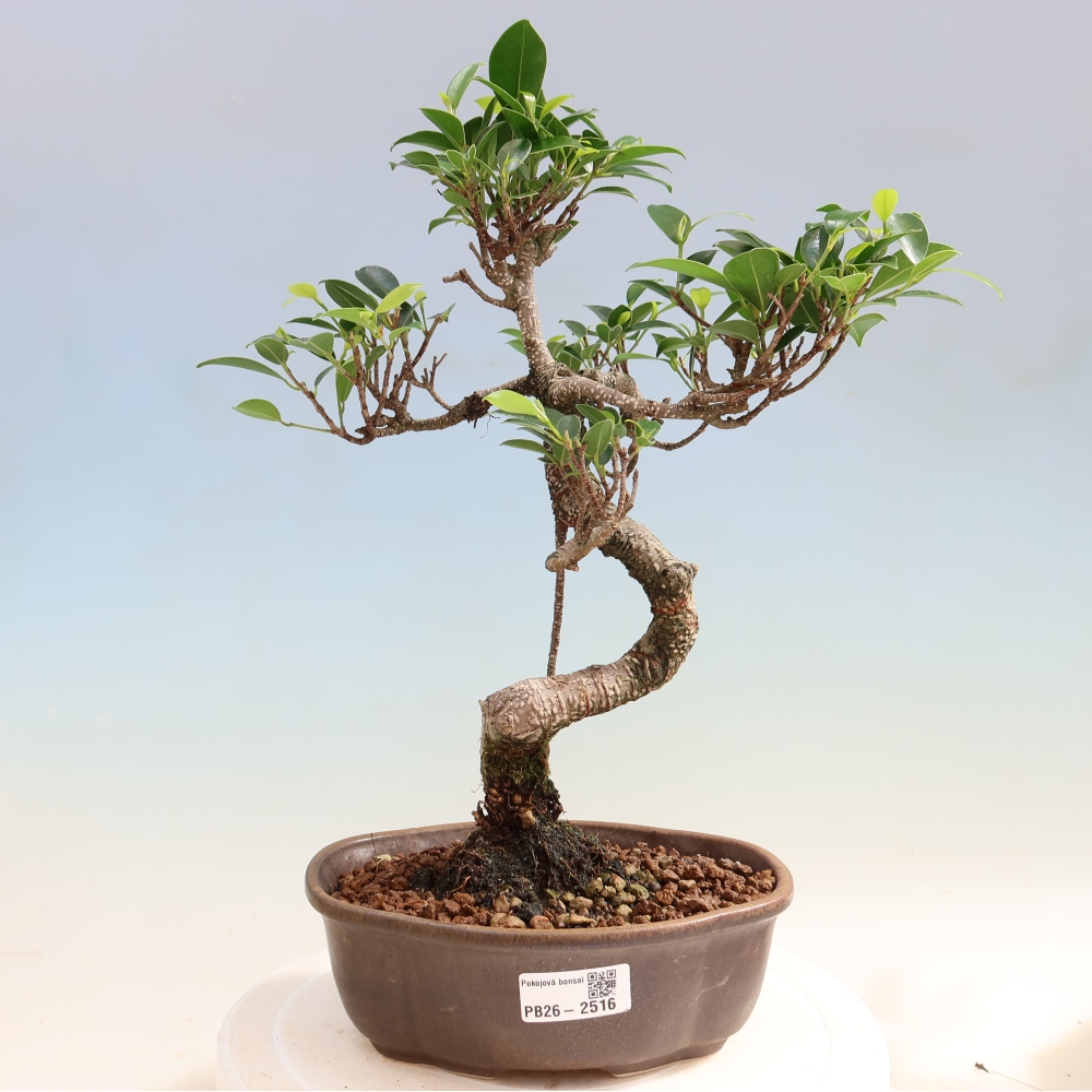 Kamerbonsai - Ficus retusa - kleinbladige ficus