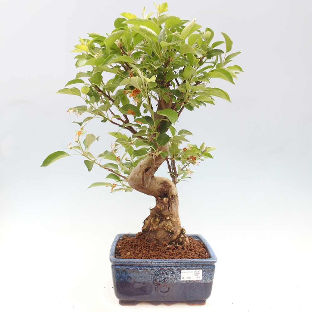 Bonsai voor buiten -Malus halliana - Appelboom met kleine vruchten