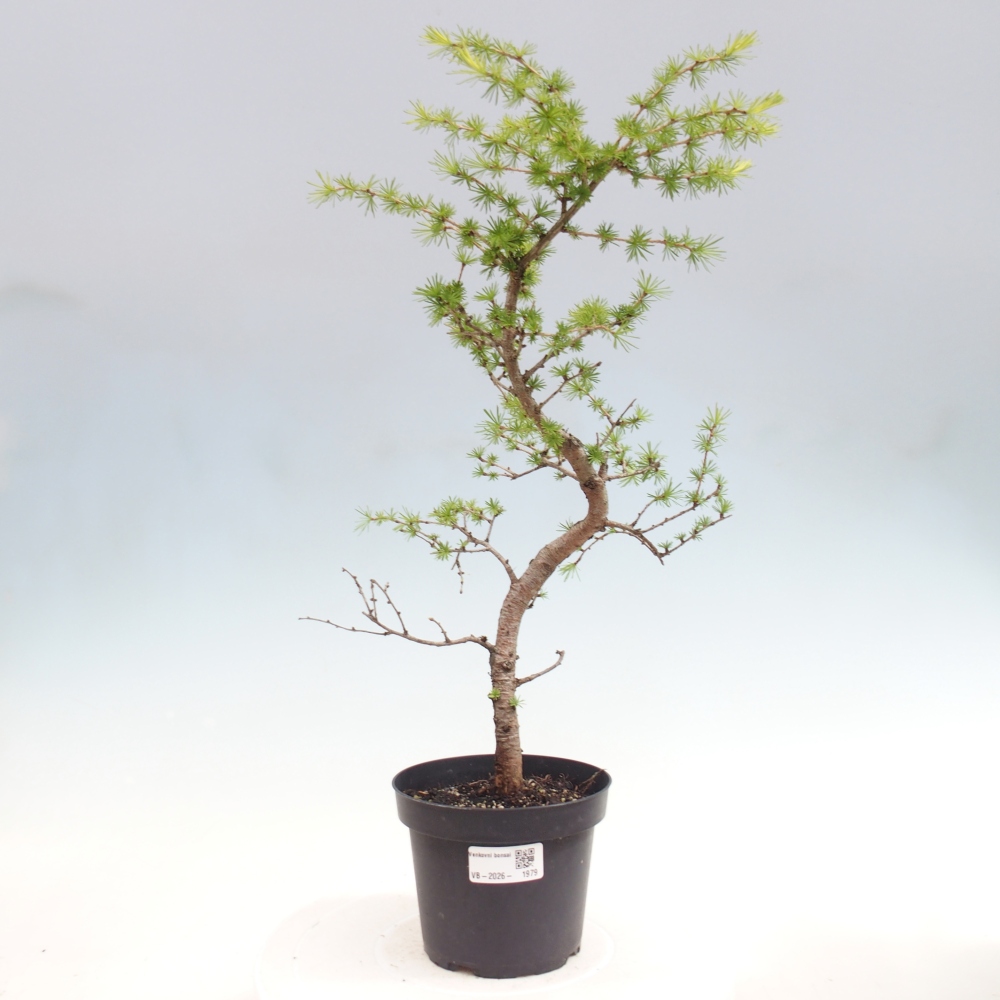 Bonsai voor buiten -Larix decidua - Lariks