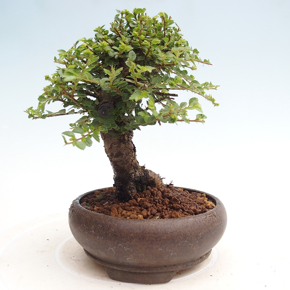 Bonsai voor buiten - Ulmus parvifolia Hokkaido - Chinese iep