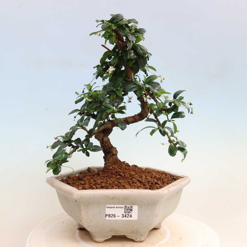 Kamerbonsai - Carmona macrophylla - Thee fuki