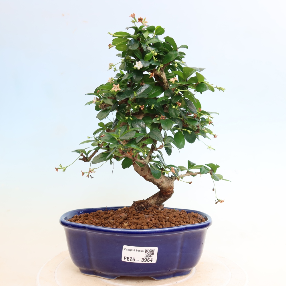 Kamerbonsai - Carmona macrophylla - Thee fuki