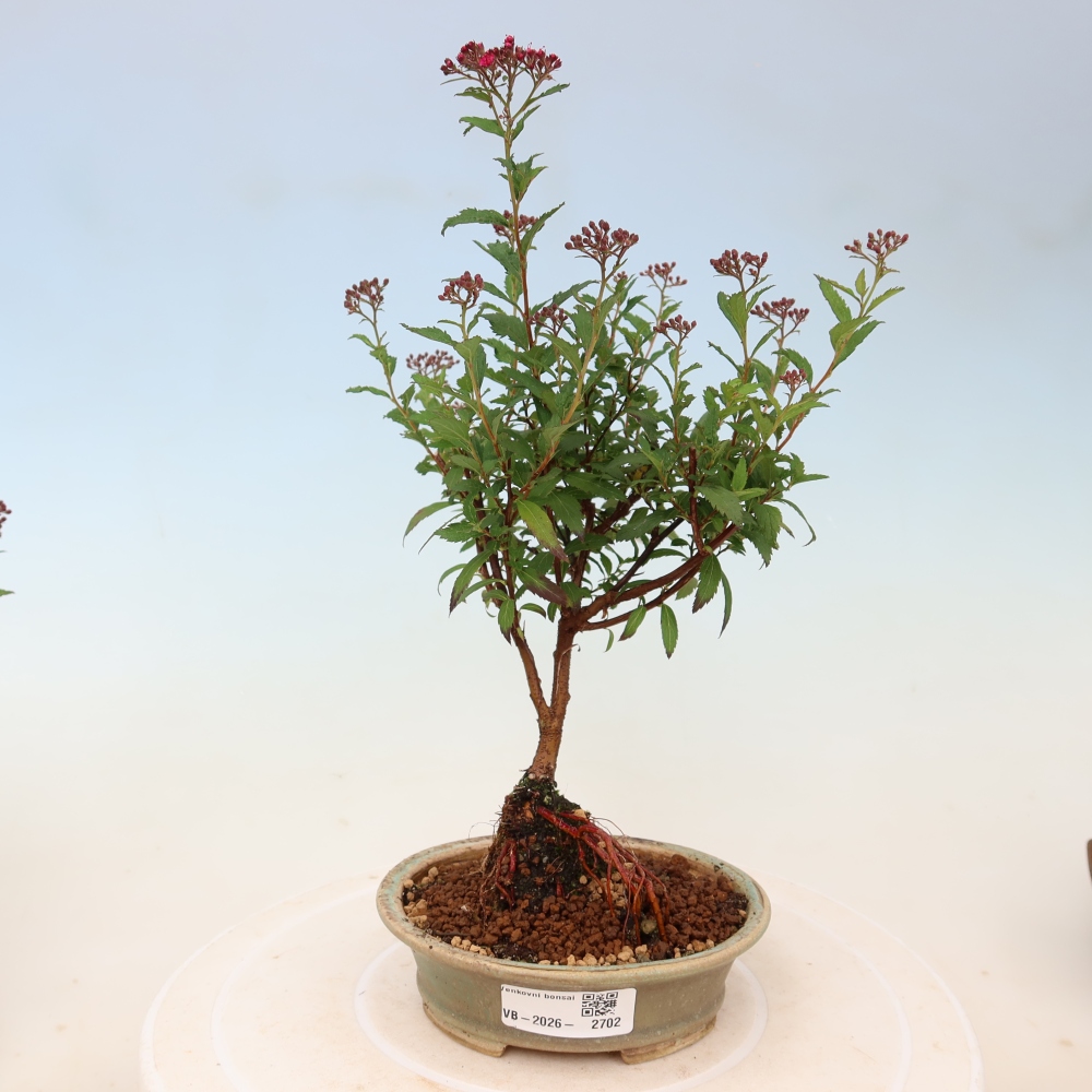 Bonsai voor buiten – Japanse spirea – Spirea japonica Anthony Waterer