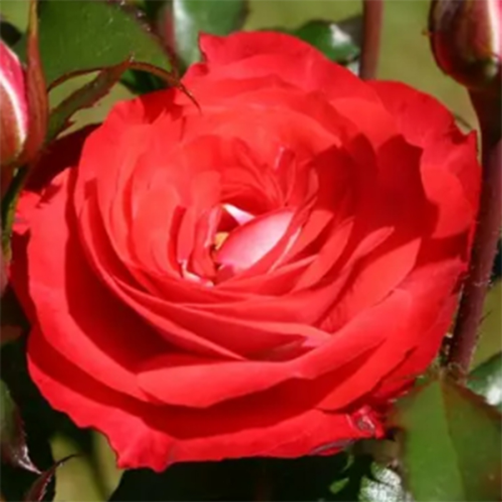 Bonsai voor buiten - Rosa Kordes - roos