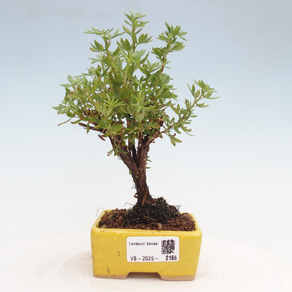 Bonsai voor buiten - Potentila fruticosa gele vogel