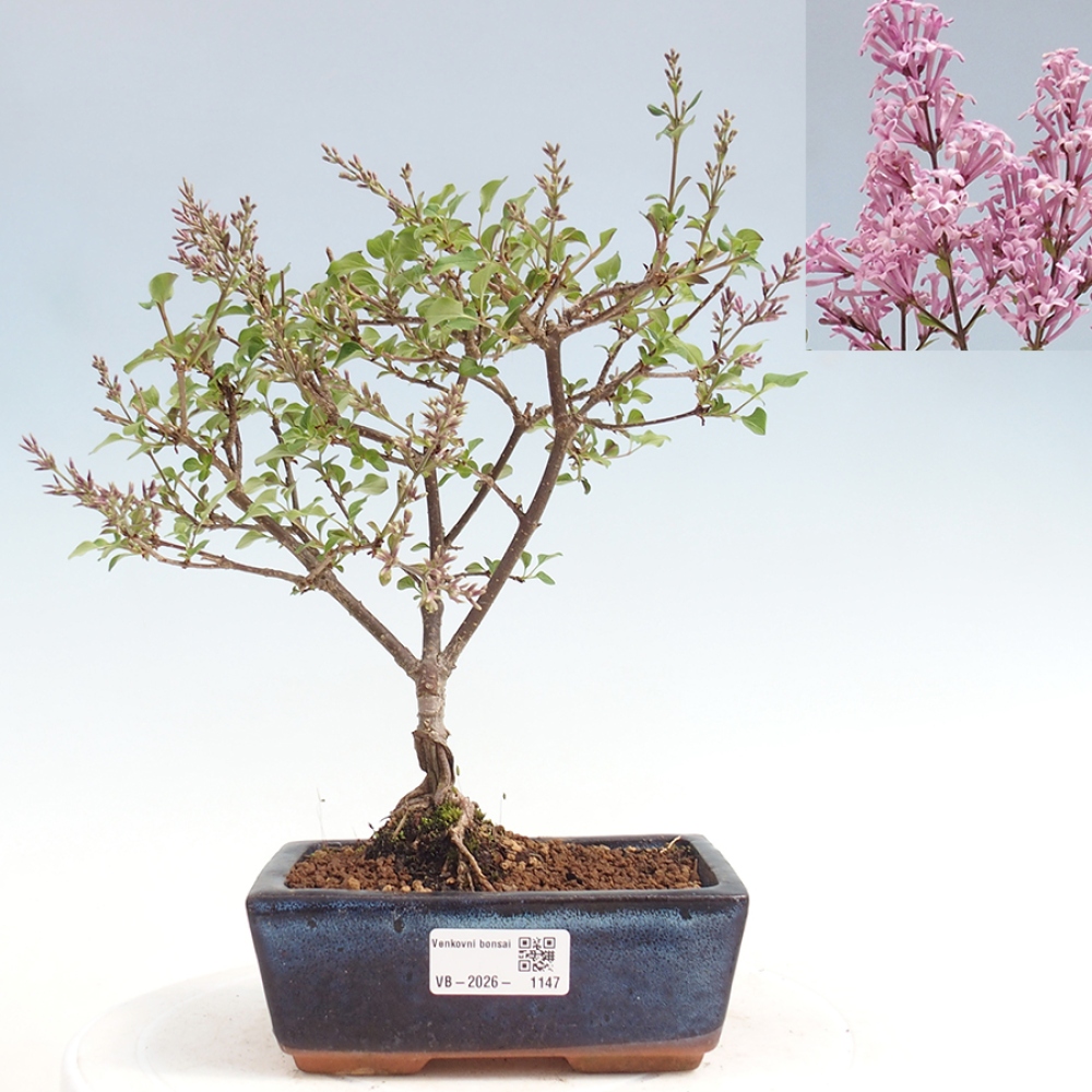 Bonsai voor buiten - Syringa Meyeri Palibin - Meyersering