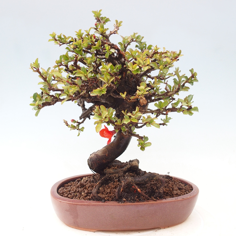 Bonsai voor buiten - Chaneomeles speciosa - Kweepeer