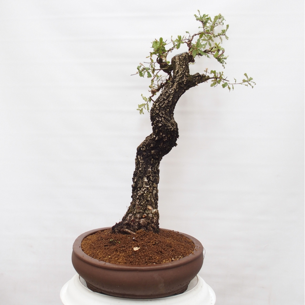 Yamadori - Quercus Ilex -Oakhulst