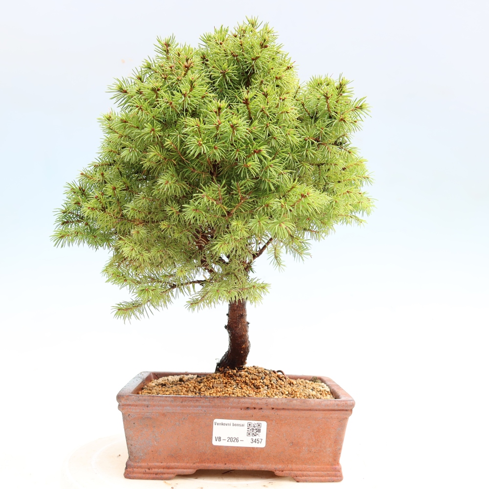 Buitenbonsai – Grijze spar – Picea glauca globe