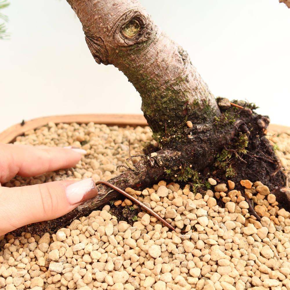 Bonsai voor buiten - Pinus mugo Humpy  - Bergden