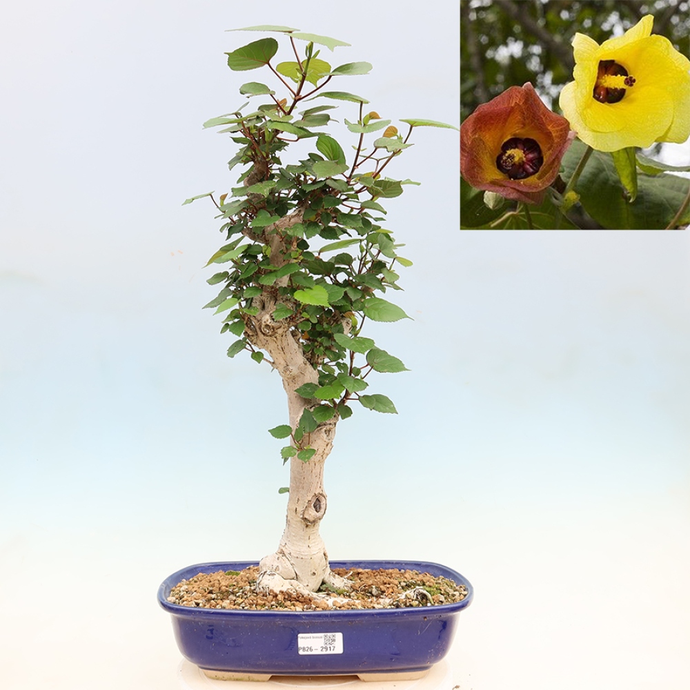 Bonsai voor binnen - Hibiscus tiliaceus - Zee Hibiscus