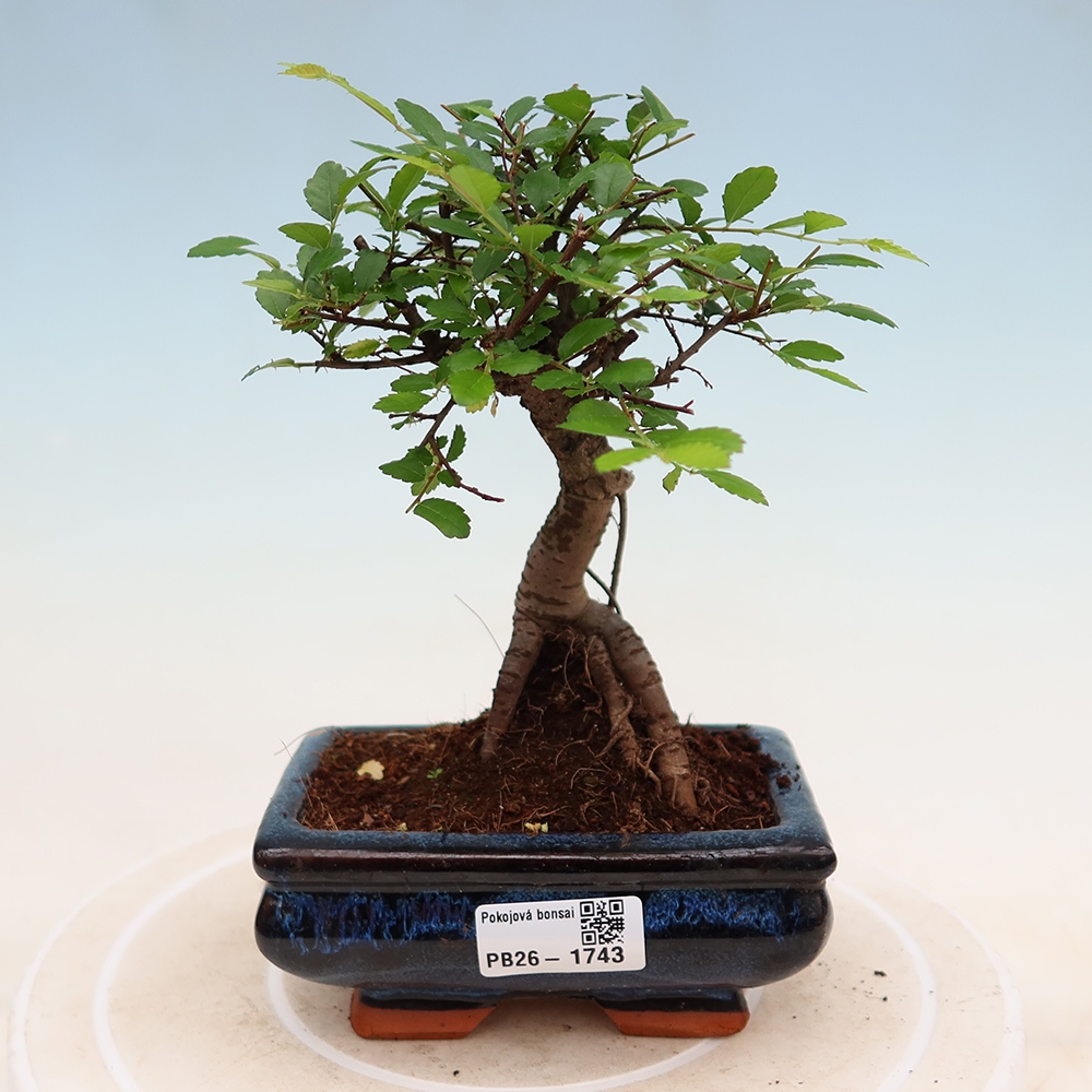 Kamerbonsai - Ulmus parvifolia - Winteriep