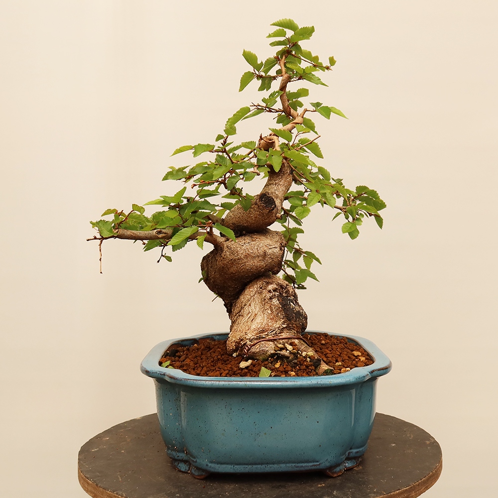 Bonsai voor buiten -Carpinus Coreana - Koreaanse haagbeuk