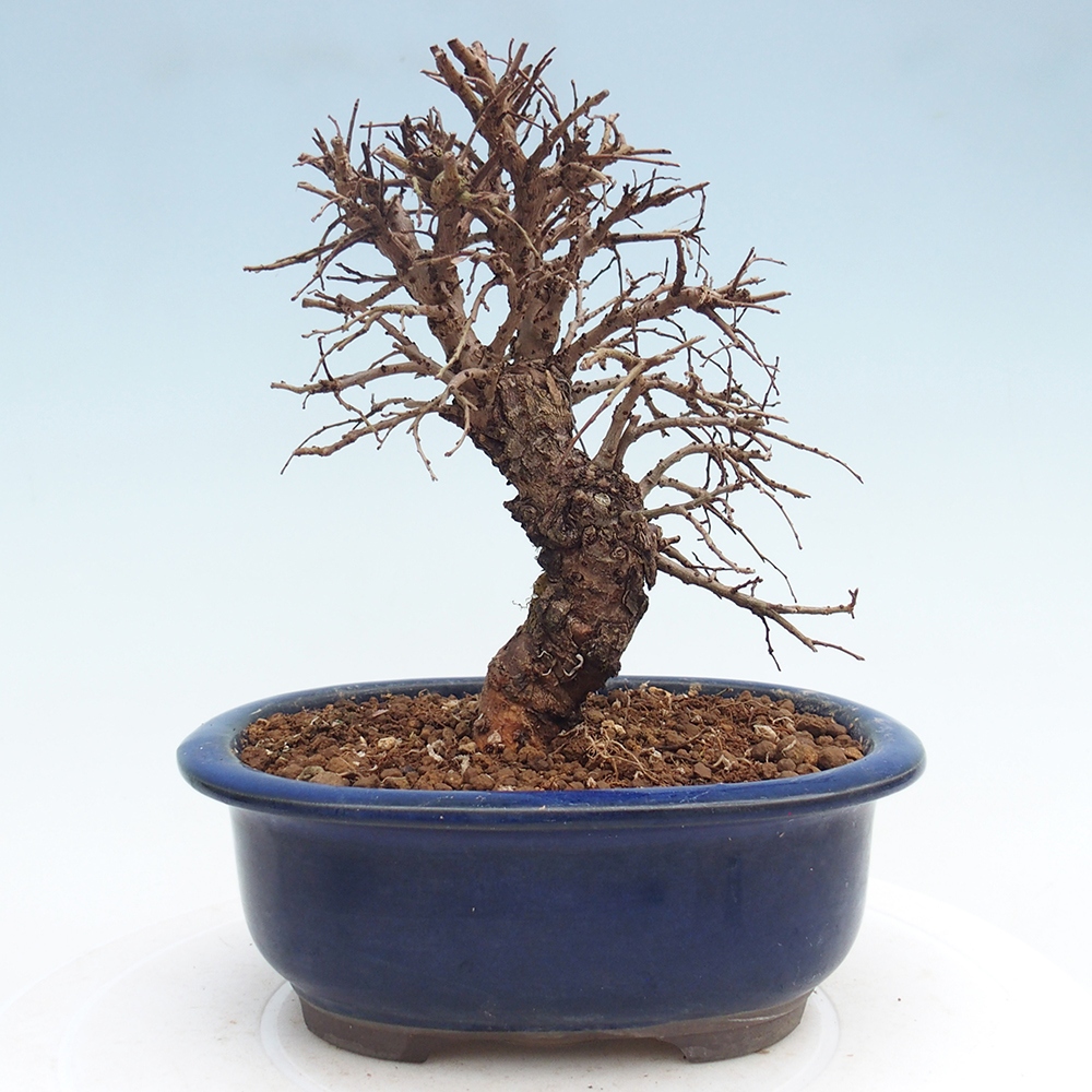 Bonsai voor buiten - Zelkova - Zelkova NIRE