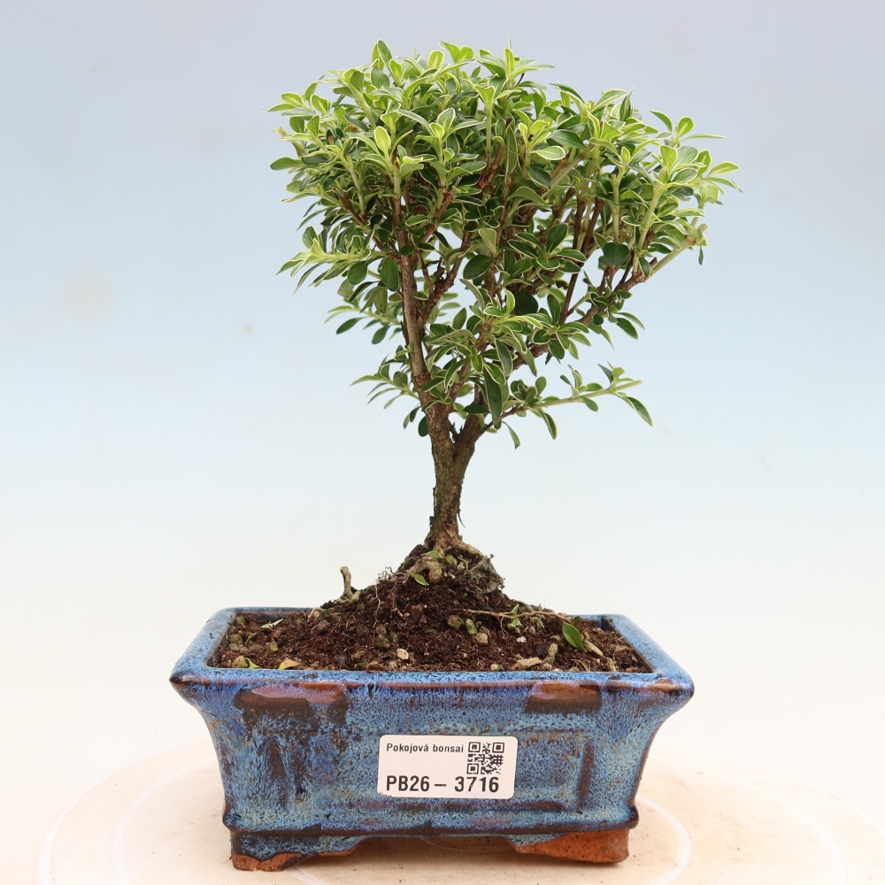 Kamerbonsai - Serissa foetida Variegata - Boom van duizend sterren