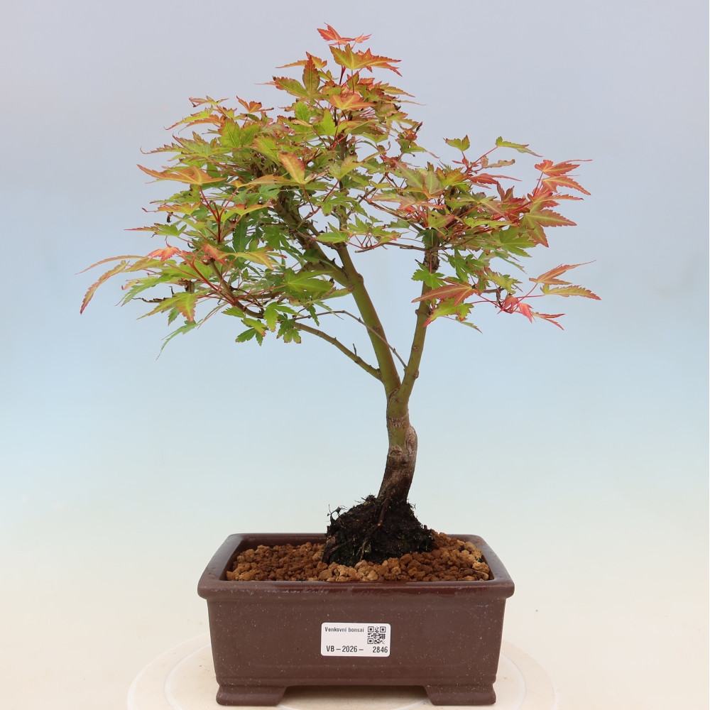 Noorse esdoorn - Acer palmatum Beni Tsukasa