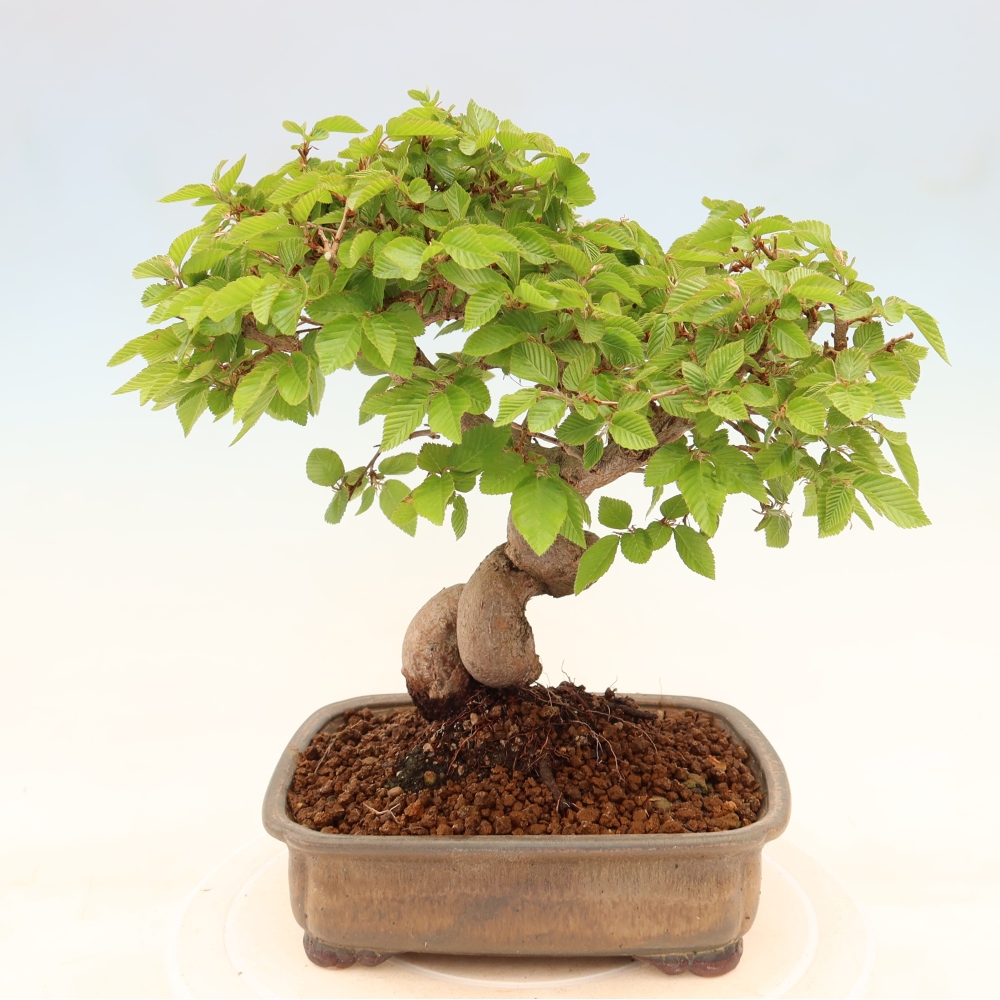 Bonsai voor buiten -Carpinus Coreana - Koreaanse haagbeuk