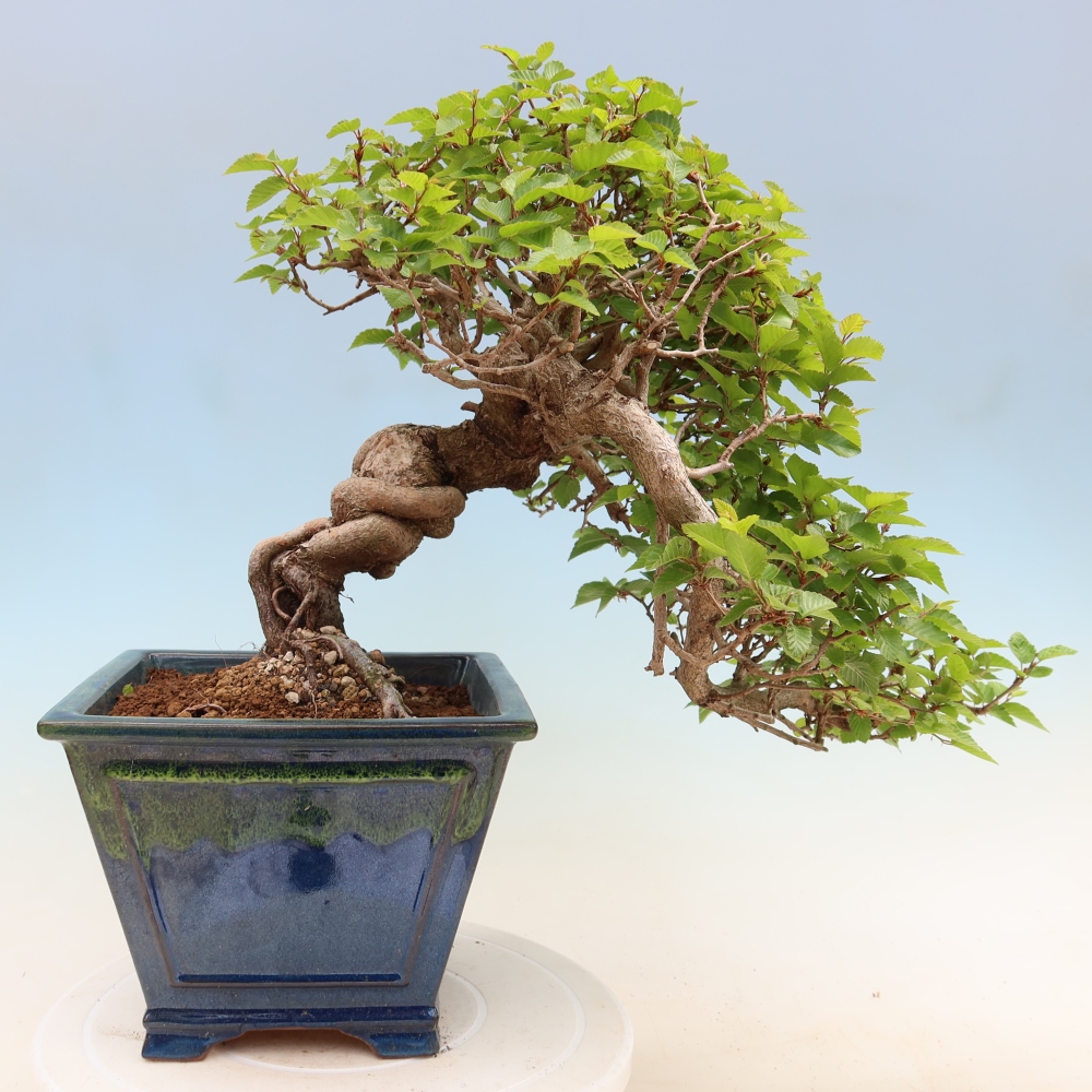 Bonsai voor buiten -Carpinus Coreana - Koreaanse haagbeuk