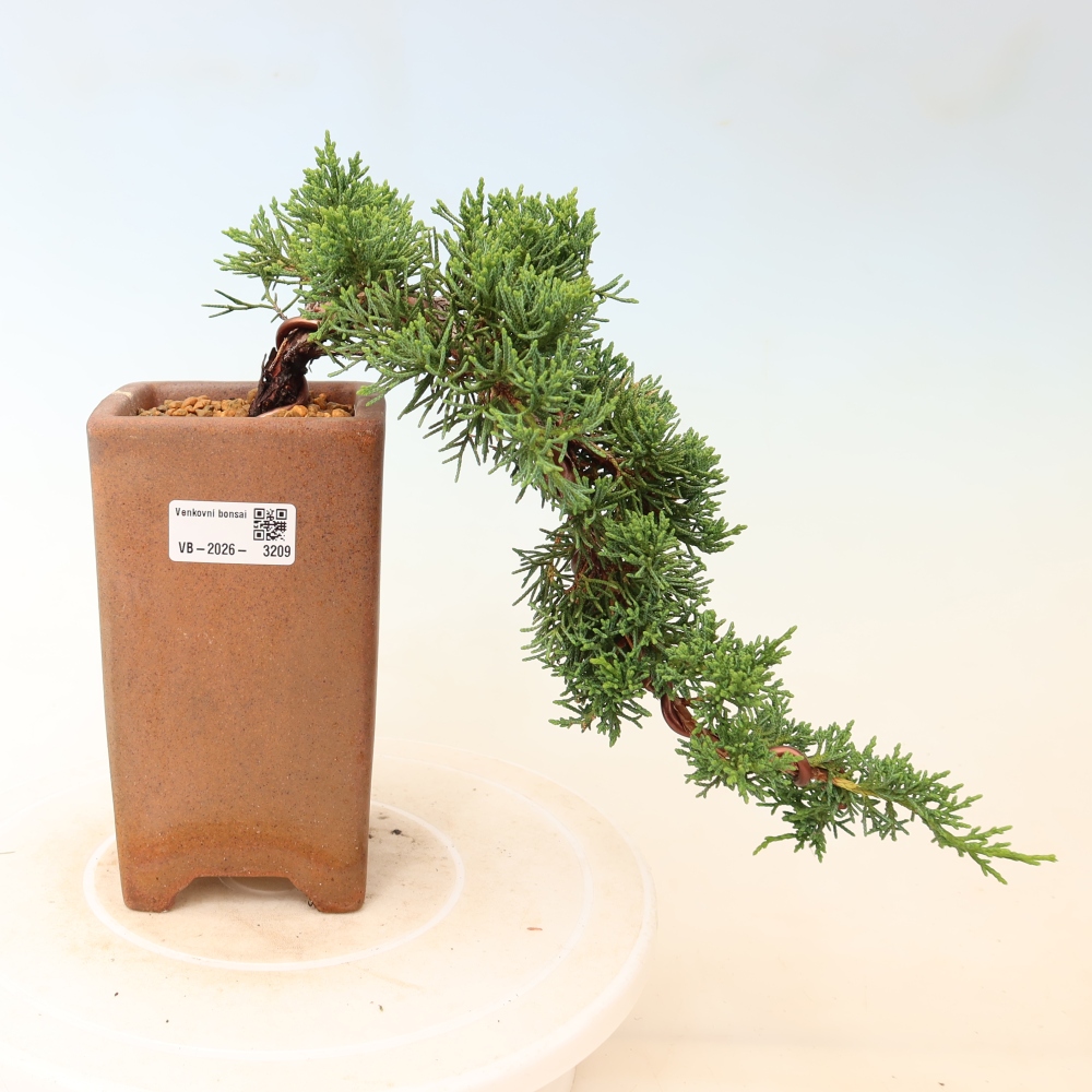 Bonsai voor buiten - Juniperus chinensis Kishu