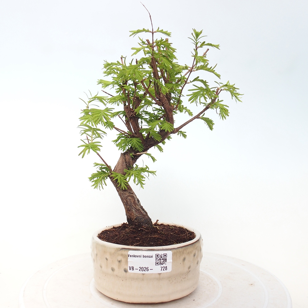 Bonsai voor buiten - Metasequoia glyptostroboides - Chinese Metasequoia