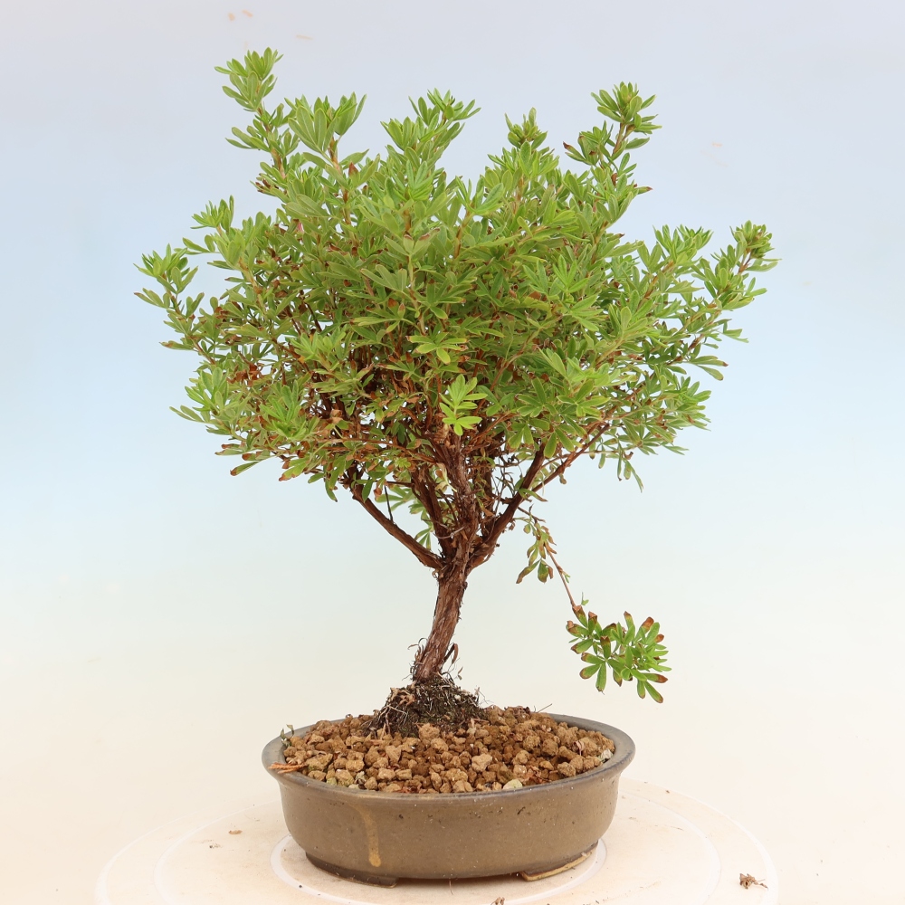 Buitenbonsai – Struikachtige Potentilla – Potentilla fruticosa Bellissima