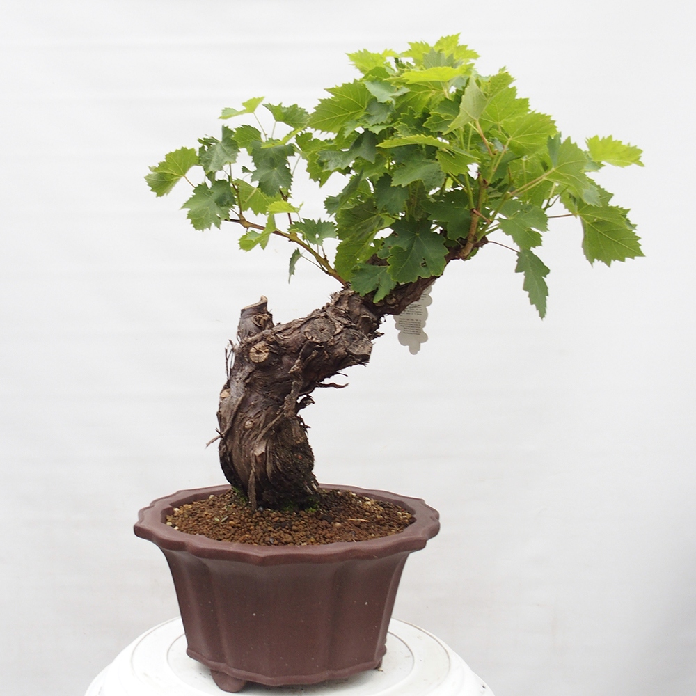 Bonsai voor buiten - Vitis vinnifera MUSKAT ITALIA - Wijnstokken