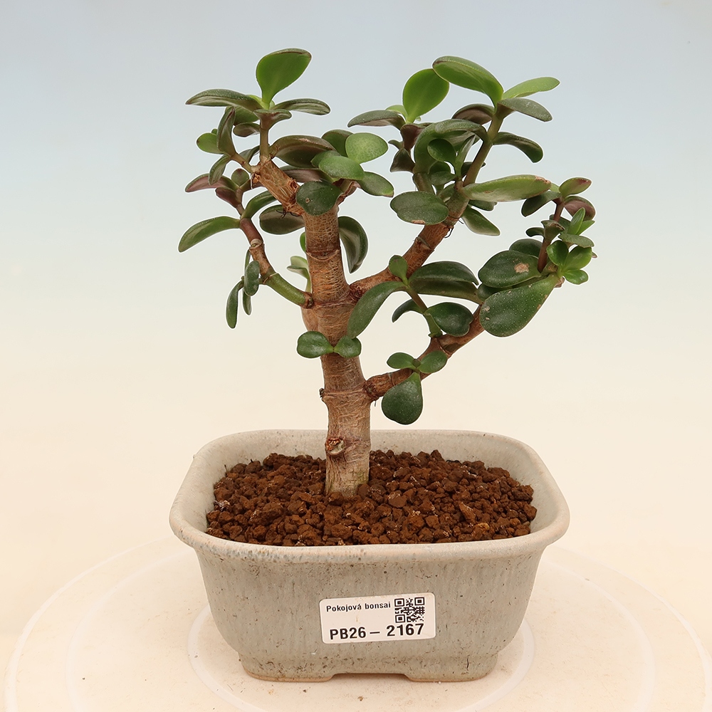 Kamerbonsai - Portulakaria Afra - Tlustice