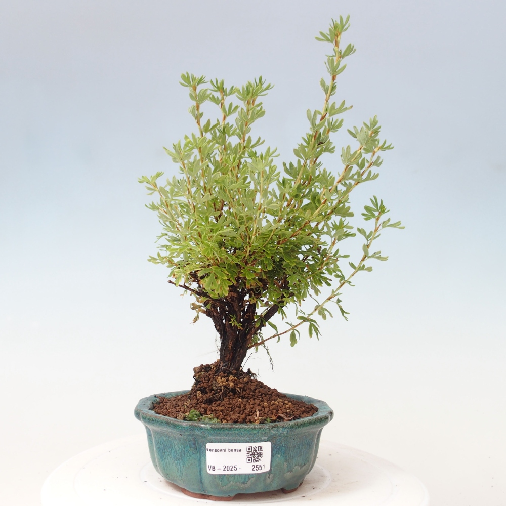 Bonsai voor buiten - Potentila fruticosa gele vogel