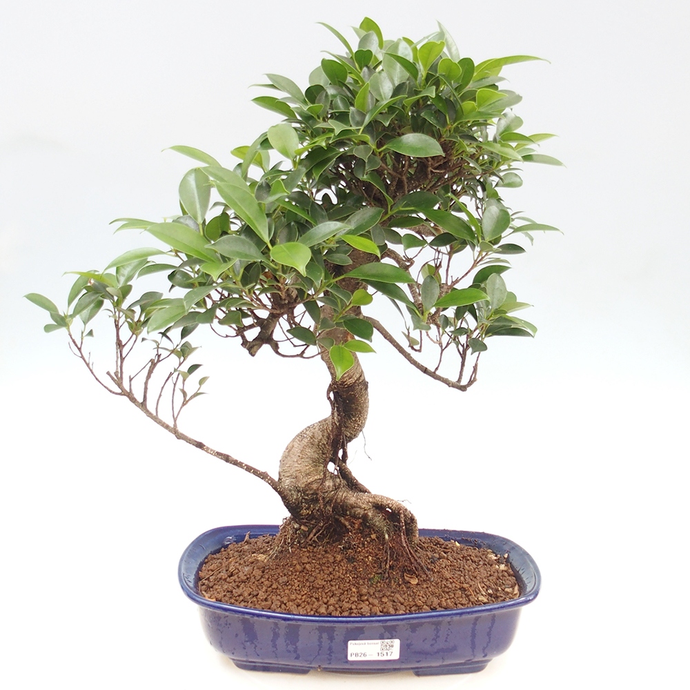Kamerbonsai - Ficus kimmen - kleinbladige ficus