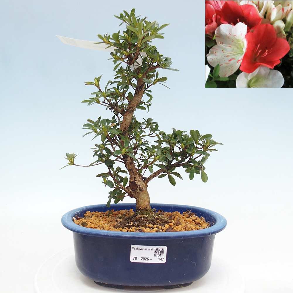 Bonsai voor buiten - Japanse azalea - Azalea Asahi-no-izumi