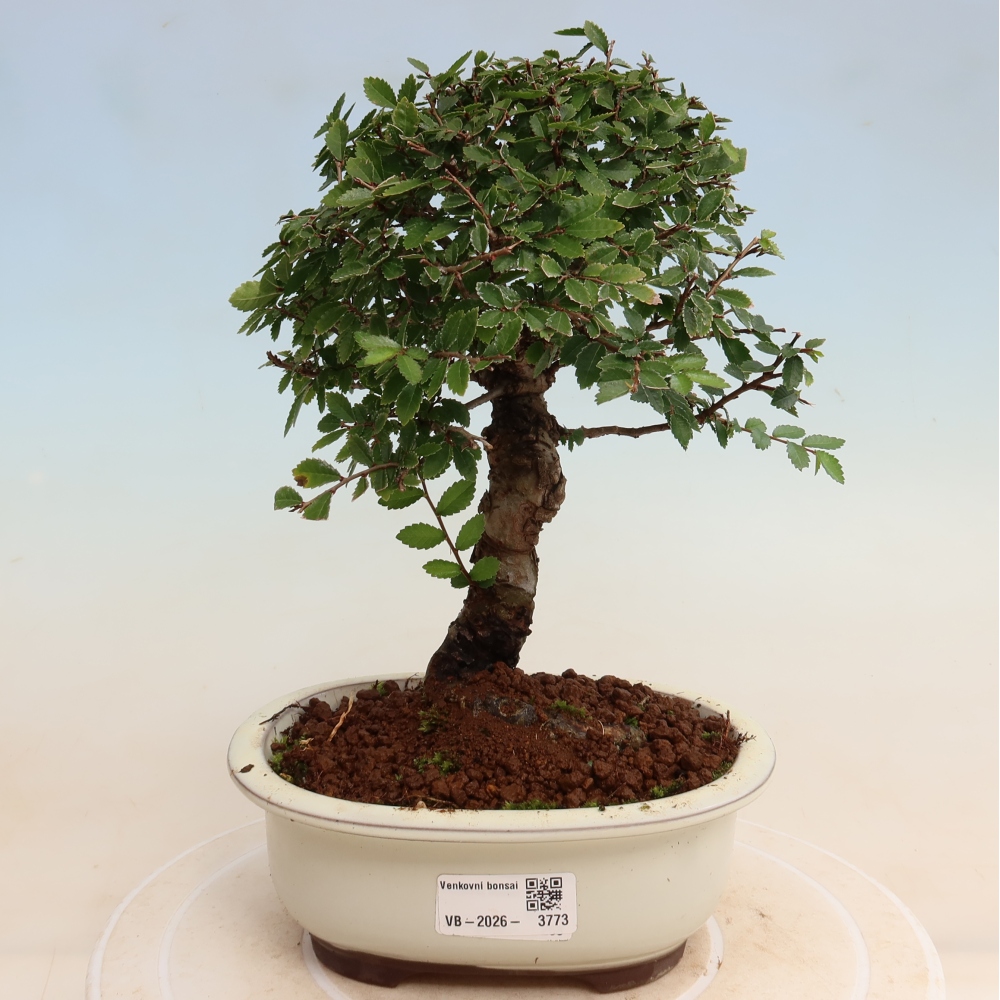 Bonsai voor buiten - Zelkova - Zelkova NIRE