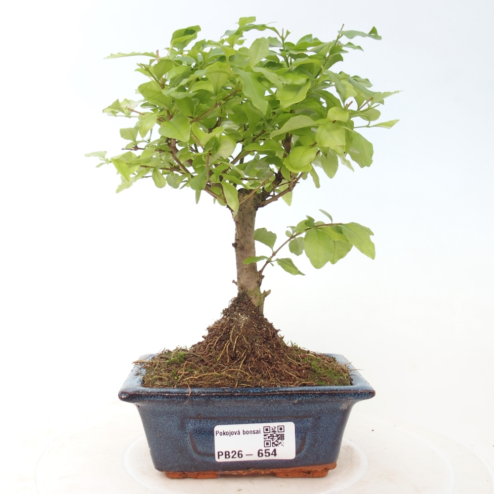 Kamerbonsai -Ligustrum chinensis - Vogelsnavel